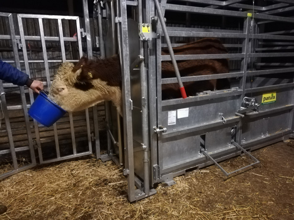 Rind am Fixierstand